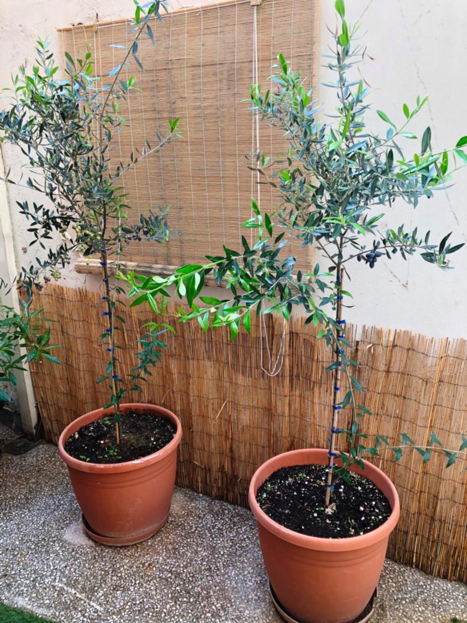 Apartment  Athen Exterior foto